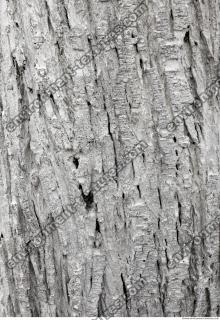 tree bark 0017